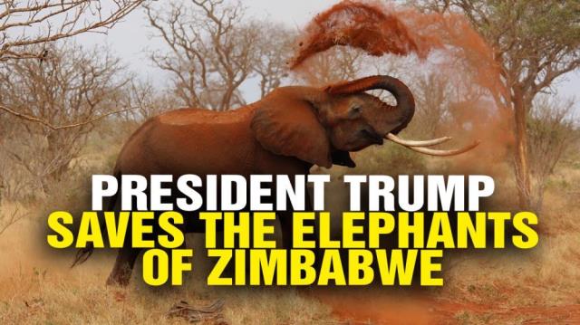 President Trump SAVES Zimbabwe elephants