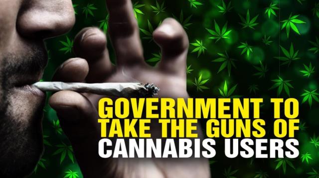 Cannabis users: Government is coming to TAKE YOUR GUNS