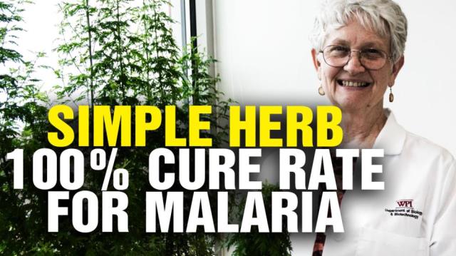 Malaria 100% CURE RATE using this ancient herb