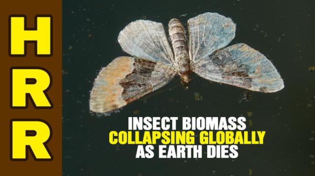 Insect biomass COLLAPSING globally as Earth's ecosystems DIE