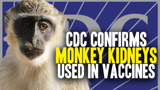 CDC confirms diseased monkey kidney cells used in vaccines