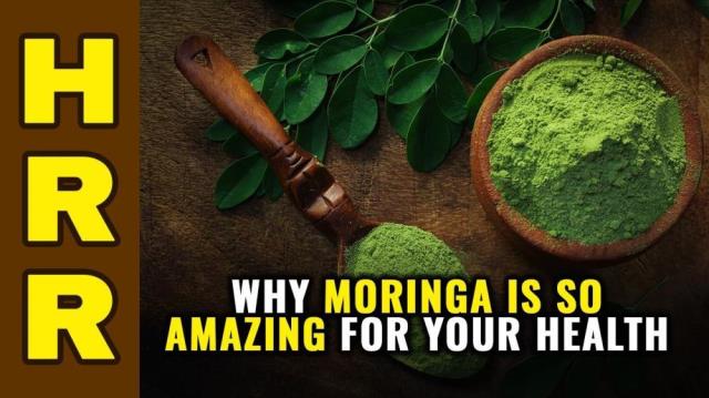 Why MORINGA is so AMAZING for your health