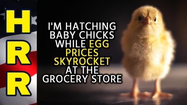 I'm hatching baby CHICKS while egg prices SKYROCKET at the grocery store