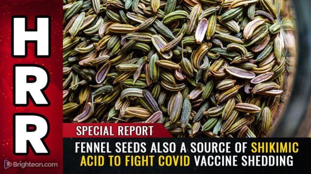 Special Report: FENNEL SEEDS also a source of shikimic acid to fight covid vaccine shedding